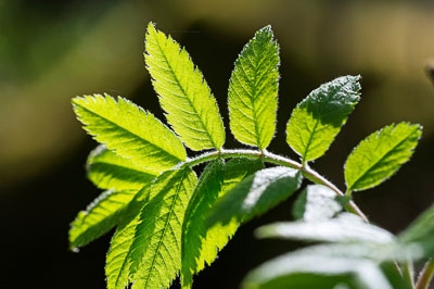 Pedagogiska frukostar